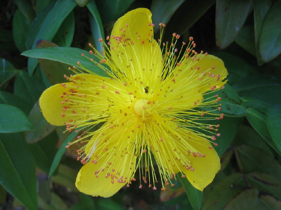 Hypericum calycinum